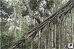 Парк Лес обезьян (Monkey forest), Убуд (Ubud), остров Бали (Bali), Индонезия.