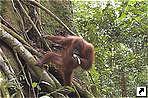 Орангутан, национальный парк Лёсер (Leuser National Park), Букитлаван (Bukitlawang), Медан (Medan), остров Суматра (Sumatra), Индонезия.
