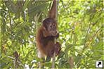Детёныш орангутана, национальный парк Лёсер (Leuser National Park), Букитлаван (Bukitlawang), Медан (Medan), остров Суматра (Sumatra), Индонезия.