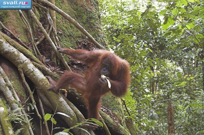 Орангутан, национальный парк Лёсер (Leuser National Park), Букитлаван (Bukitlawang), Медан (Medan), остров Суматра (Sumatra), Индонезия.