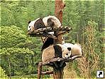 Заповедник гигантских панд, провинция Сычуань (Sichuan), Китай. 