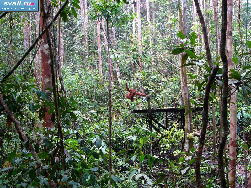 Реабилитационный центр орангутанов, остров Калимантан (Борнео), Малайзия.