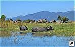 Буйволы, озеро Инле (Inle Lake), штат Шан (Shan state), Мьянма (Бирма).