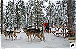 Собачья ферма, Леви, Финляндия.