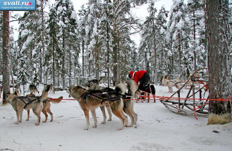Собачья ферма, Леви, Финляндия.