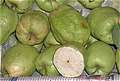 Гуава, Guava (fa-rang). (600x404 99Kb)