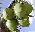 Кокос, Coconut (Ma-phrao). (600x542 56Kb)