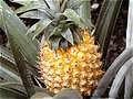 Ананас, Pineapple (Saparot). (640x480 128Kb)