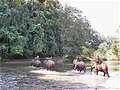 На реке в окрестностях Чиангмая. Слоны - местный транспорт. (600x450 69Kb)