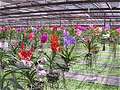 Ферма орхидей на обратном пути в Чиангмай. (600x450 100Kb)
