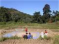 Джунгли в окрестностях Чиангмая, рисовое поле рядом с первой деревней Карен. (600x450 96Kb)