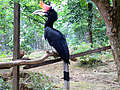 В парке птиц (Куала-Лумпур) (937x703 809Kb)