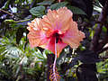 Национальный цветок Малайзии - гибускус (994x746 169Kb)