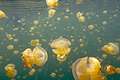 Медузы в озере (800x534 60Kb)