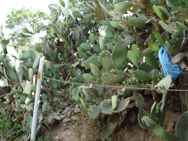 Ибб.Кактус не только цветет но имеет съедобные плоды. По арабский (балласс). Йеменки готовят варенье из плодов кактуса. А мы врачи употребляли при сильном поносе (ни одно лекарство так не действует).