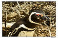 Портрет любопытного пингвиненка (900x595 460Kb)