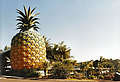   (The Big Pineapple)        .