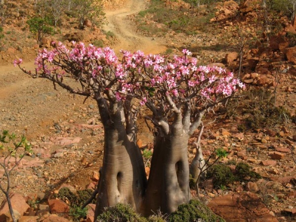 В плену цветущего острова, цвет бутылочного дерева, Йемен.
