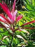 Цветок джунглей, Сент-Люсия. (337x450 103Kb)