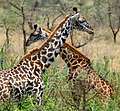 Сейчас почти одни жирафы, Танзания. (485x450 116Kb)