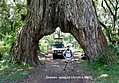 Дерево-арка на спуске с Меру, Танзания. (600x417 174Kb)