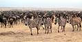 Стада зебр и антилоп - до горизонта, Танзания. (600x312 96Kb)