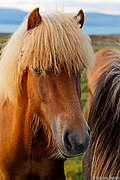 Исландские лошади. (533x800 129Kb)