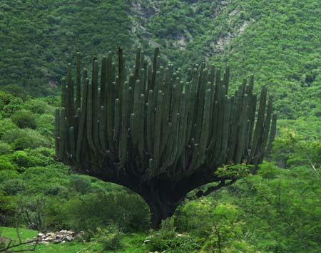 Кактус Пахицереус Прингла, Мексика.