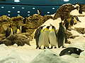 Пингвинарий (600x450 100Kb)