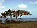 Остров Тобаго.Цветущий фламбойян (он же огненное дерево) (1152x864 130Kb)