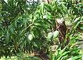Так растет манго, Куба. (640x457 172Kb)