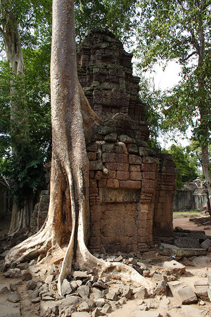    (Angkor),    (Ta Prohm Wat), - (Siem Reap), .