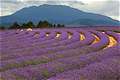 Lavender Farm, Тасмания (640x426 114Kb)